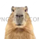 Capybara 2500x2500 cutout from Capybara