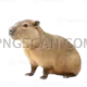 Capybara 980x980 cutout from Capybara