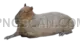 Capybara 403x229 cutout from Capybara