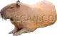 Capybara 856x548 cutout from Capybara
