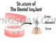 Dental Implant #318 cutout from Dental Implant