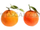 Mandarin 577x433 cutout from Mandarin