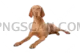 Vizsla Dog cutout image