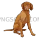 Vizsla Dog #279 cutout from Vizsla Dog