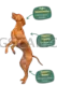Vizsla Dog #354 cutout from Vizsla Dog