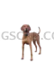 Vizsla Dog natural cutout from Vizsla Dog