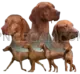 Vizsla Dog #285 cutout from Vizsla Dog