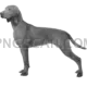 Vizsla Dog #300 cutout from Vizsla Dog