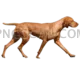 Vizsla Dog #303 cutout from Vizsla Dog