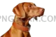 Vizsla Dog #306 cutout from Vizsla Dog
