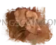 Vizsla Dog #313 cutout from Vizsla Dog