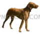 Vizsla Dog #309 cutout from Vizsla Dog