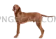 Vizsla Dog #316 cutout from Vizsla Dog