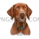 Vizsla Dog #319 cutout from Vizsla Dog