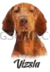 Vizsla Dog #321 cutout from Vizsla Dog