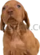 Vizsla Dog #325 cutout from Vizsla Dog