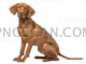 Vizsla Dog #328 cutout from Vizsla Dog