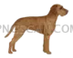 Vizsla Dog #334 cutout from Vizsla Dog