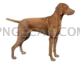 Vizsla Dog #336 cutout from Vizsla Dog