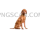 Vizsla Dog #340 cutout from Vizsla Dog