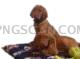 Vizsla Dog #343 cutout from Vizsla Dog