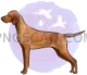 Vizsla Dog #351 cutout from Vizsla Dog