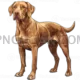 Vizsla Dog #345 cutout from Vizsla Dog