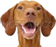 Vizsla Dog #348 cutout from Vizsla Dog