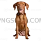 Vizsla Dog #358 cutout from Vizsla Dog