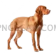 Vizsla Dog #361 cutout from Vizsla Dog