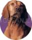 Vizsla Dog #364 cutout from Vizsla Dog