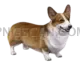 Welsh Corgi cutout image