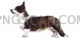 Welsh Corgi natural cutout from Welsh Corgi