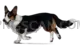 Welsh Corgi #373 cutout from Welsh Corgi
