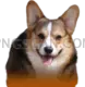 Welsh Corgi #376 cutout from Welsh Corgi