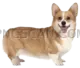 Welsh Corgi #397 cutout from Welsh Corgi