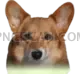 Welsh Corgi #400 cutout from Welsh Corgi