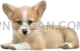 Welsh Corgi #403 cutout from Welsh Corgi