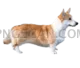 Welsh Corgi #411 cutout from Welsh Corgi