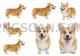 Welsh Corgi #413 cutout from Welsh Corgi