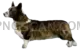 Welsh Corgi #416 cutout from Welsh Corgi