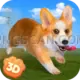 Welsh Corgi #419 cutout from Welsh Corgi