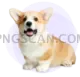 Welsh Corgi #422 cutout from Welsh Corgi