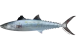 Atlantic Mackerel Marine Ecosystem cutout from Fish Cartoon