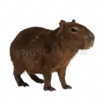 Capybara cutout 2500x2500 cutout from Capybara