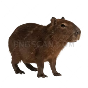 Capybara cutout 2500x2500 cutout from Capybara