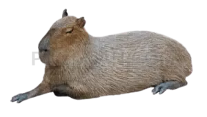 Capybara 403x229 cutout from Capybara