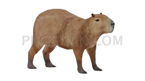 Capybara 1920x1080 cutout from Capybara
