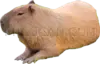 Capybara 856x548 cutout from Capybara
