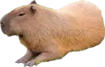 Capybara 856x548 cutout from Capybara